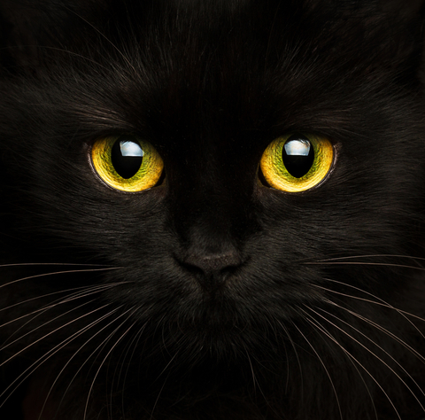 Katze-schwarz