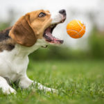 Spielzeug Tipps um Hunde zu beschäftigen > WissensMagazine.com