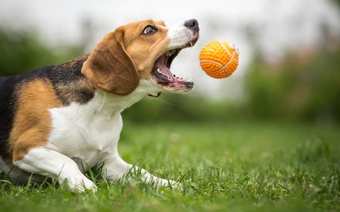 Hund-Ball