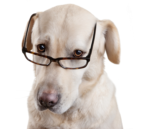 Hund-Brille
